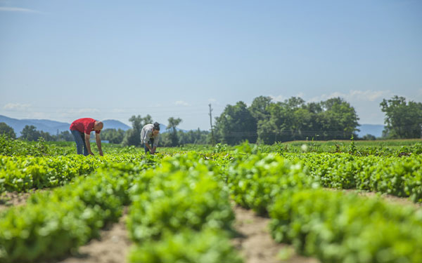 Revoluci&oacute;n agr&iacute;cola: tecnolog&iacute;a de precisi&oacute;n transforma el campo local