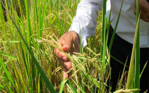 Fedearroz detalla inversi&oacute;n con dineros del Fondo Nacional del Arroz y COL RICE
