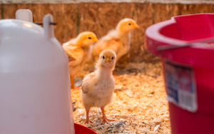 Industria av&iacute;cola crece y cumple, pero le afana la inseguridad: Fenavi