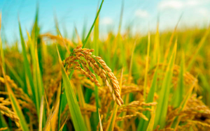 Fedearroz se pronuncia sobre auditor&iacute;a de la contralor&iacute;a general de la rep&uacute;blica