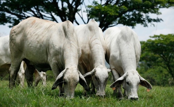 Modifican fecha de inicio del primer ciclo de vacunaci&oacute;n contra fiebre aftosa