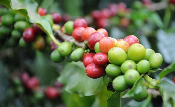 Mayor consumo de caf&eacute; es una oportunidad para pa&iacute;ses productores:FAO