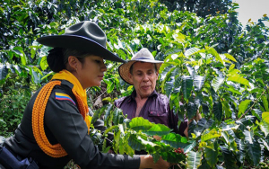 Caficultores: bien en cifras, pero amenazados por franquicias del crimen