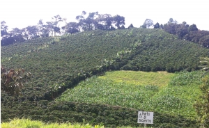 Colombia en alerta sanitaria: Nuevas plagas rondan la caficultura