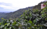 Exportar caf&eacute; en peque&ntilde;as cantidades, una opci&oacute;n viable