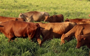 Con paso firme avanza segundo ciclo de vacunaci&oacute;n contra aftosa y brucelosis