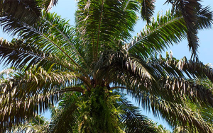 Palma de aceite en Marialabaja, una raz&oacute;n de peso para retomar la fe