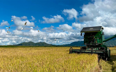 Fedearroz solicita garant&iacute;as para comercializaci&oacute;n de cosecha arrocera