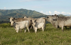 Ganados criollos buscan mercado: Denominaci&oacute;n de origen y exportaciones