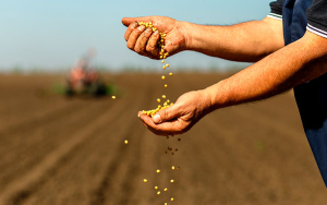 Inversionistas le apuestan a la altillanura con m&aacute;s y mejores semillas