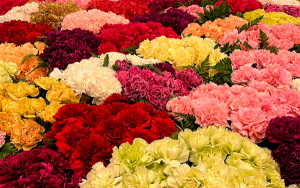 En Washington y Corea, las Flores sin duda, egregias embajadoras