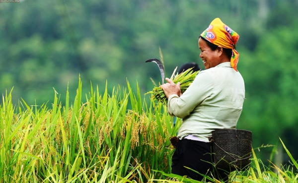 Detectan desigualdad de g&eacute;nero en sistemas agroalimentarios de Am&eacute;rica Latina