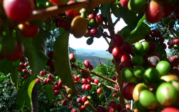 Complicado panorama del caf&eacute;: Invierno amenaza metas de la cosecha
