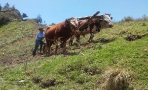Crisis no es cuento: &ldquo;para qu&eacute; aramos la tierra si nos podemos comer los bueyes&rdquo;