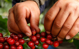 Fondo Nacional del Caf&eacute; e institucionalidad, activos de los caficultores