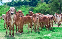Frigor&iacute;ficos advierten por desabastecimiento y altos precios de la carne