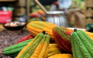 En aras de paz y desarrollo, el Catatumbo quiere cacao