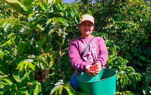 Xagua, caficultura de la Serran&iacute;a del Perij&aacute; hecha con fe de carbonero