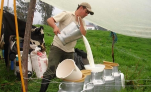 Fedegán le da buen recibo al debate lácteo