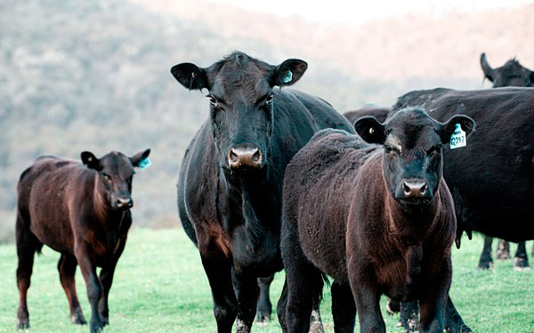 Exportaciones de ganado en pie generan ca&iacute;da en ventas externas de carne