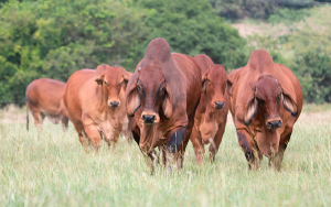 Hacienda El Cucharo, la meca del Brahman Rojo y mucho m&aacute;s