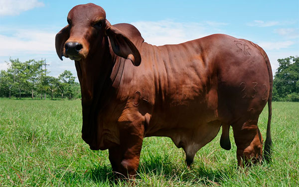 Brahman al rojo vivo, ganader&iacute;a y gen&eacute;tica ceb&uacute; que embelesa