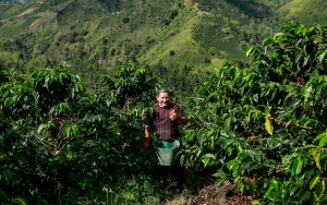 M&aacute;s de 100 mil caficultores apoyados con programas de fertilizaci&oacute;n de cafetales