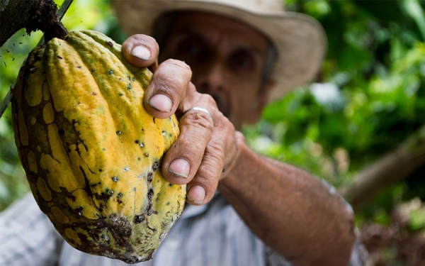 Contralor&iacute;a destaca manejo del Fondo Nacional del Cacao