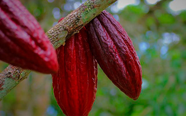 Peque&ntilde;os cacaocultores consideran biof&aacute;bricas para fertilizar: Swisscontact