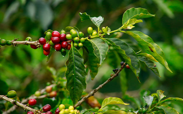 Coffee SNOWY de Planadas, caficultura excelsa, ancestral, diversa y &eacute;pica