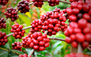 Precios del caf&eacute; marcan r&eacute;cord en 13 a&ntilde;os por disminuci&oacute;n de suministros