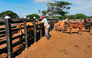 Vacunaci&oacute;n contra aftosa en zona de frontera lleg&oacute; al 99,2 %
