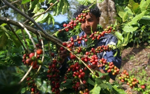 Presidente de Honduras insta a la uni&oacute;n cafetera mundial