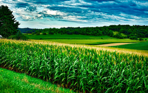 Inversi&oacute;n agropecuaria saldr&iacute;a de Colombia: Rafael Mej&iacute;a L&oacute;pez