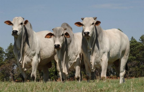 Carne colombiana sale rumbo a mercados de seis pa&iacute;ses del mundo