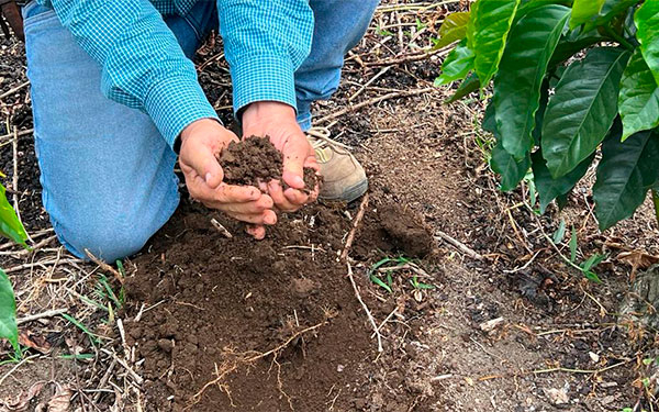 Presentan avances en salud del suelo y biodiversidad, a trav&eacute;s de LivinGro