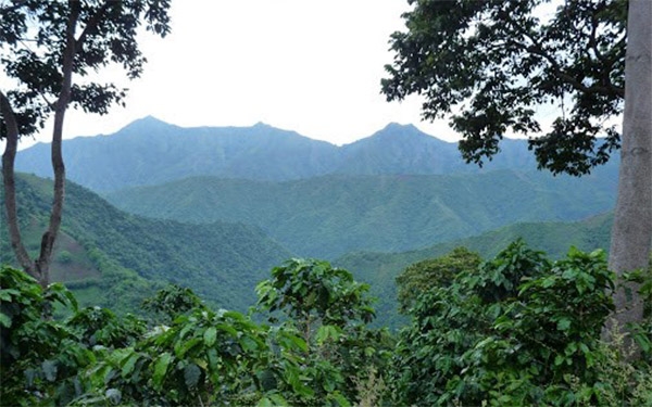 Caf&eacute; del Magdalena: Ancestral, resiliente y con fina esencia tairona