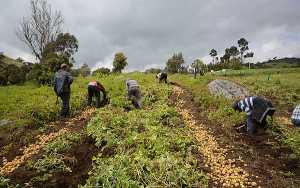 Campesinado colombiano, adi&oacute;s rentabilidad, bienvenida mendicidad
