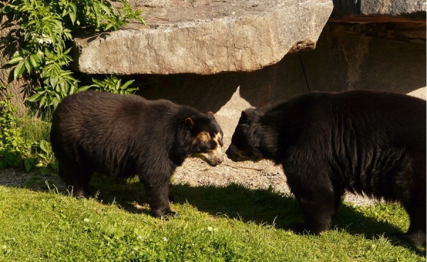 Cadena hotelera GMH rechaza asesinato de osos de Anteojos