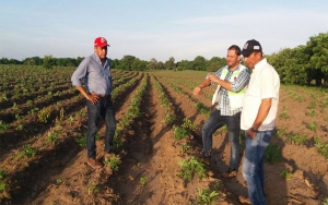 Productores de yuca sustituyen importaciones y generan exportaciones