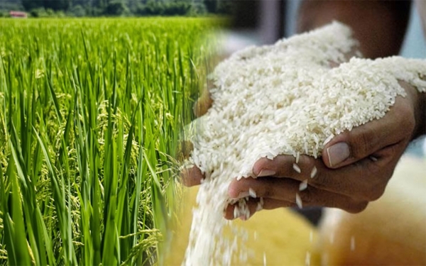 Agricultura, ganader&iacute;a, infraestructura, llanura y noticias como arroz