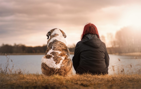 De pelos: mascotas ya cuentan con su propio Uber