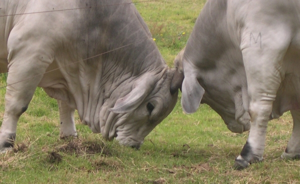 &ldquo;Superintendencia evit&oacute; golpe de gracia al sector ganadero&rdquo;: Lafaurie