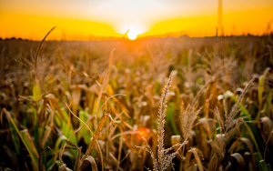 IICA y Nasa Harvest promueven herramientas para enfrentar el clima