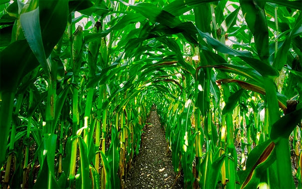 Pandemia cambi&oacute; al mundo y a sus sistemas de producci&oacute;n