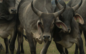 Guzer&aacute;, la apuesta ganadera en raza cuando de rentabilidad se trata