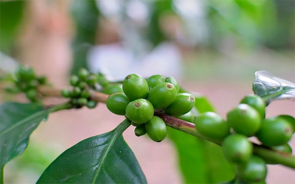 Gobierno y FNC rubrican agenda 2030 para el sector cafetero