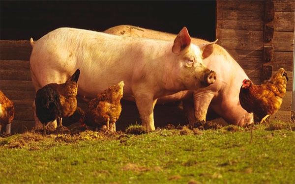 &Eacute;bola, zika, VIH, H1N1 y m&aacute;s, enfermedades que transmitieron los animales