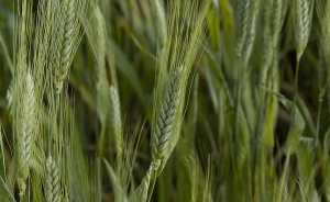 FAO pronostica ca&iacute;da en la producci&oacute;n de cereales en Am&eacute;rica y el Caribe