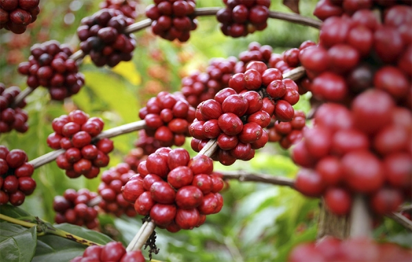Lista f&oacute;rmula para conjurar la crisis cafetera: &ldquo;A la de Dios&rdquo;